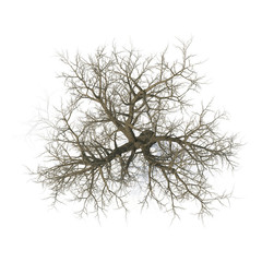 Winter old maple tree isolated on white. 3D illustration