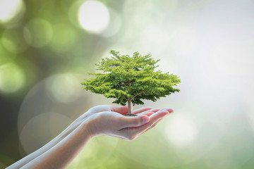 Growing tree to save ecological sustainability, sustainable environment, and corporate social responsibility CSR in nature concept - obrazy, fototapety, plakaty