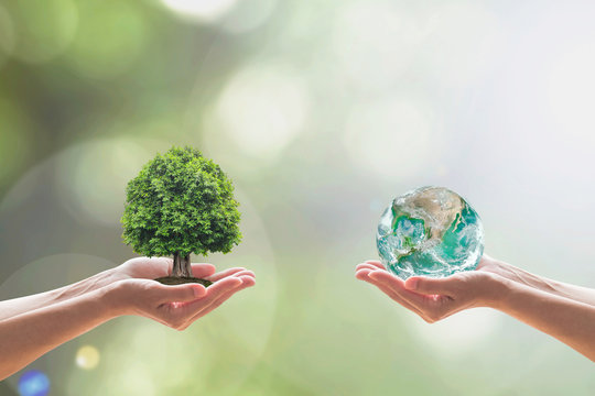 World environment day and biological diversity in nature concept with tree on volunteer’s hands. Element of the image furnished by NASA