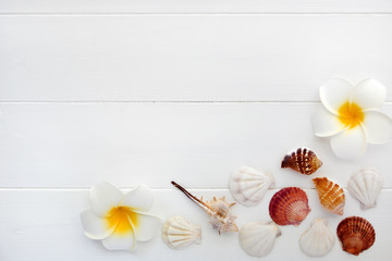 貝殻とプルメリアの夏のイメージ