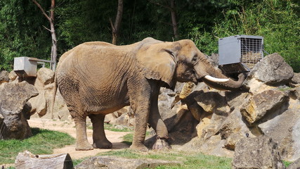 Naklejka premium Eléphant