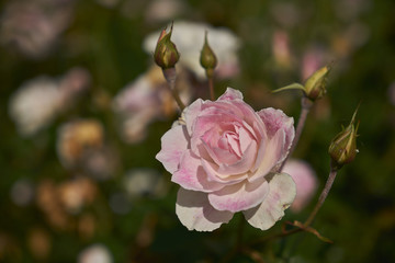 A Rose Flower in the Garden
