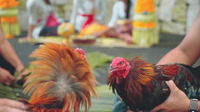 Two balinese man playing with angry roosters, close up