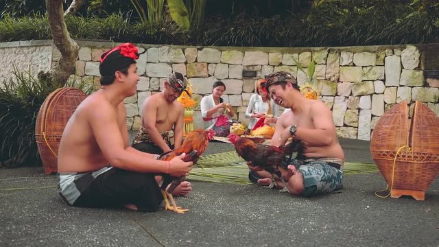 Two balinese man playing with roosters, man making something from palm leaf, women making offerings
