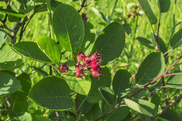 Close up of fruits of Amelanchier on background of green grass