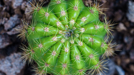 Close up of cactus in 16:9 aspect ratio.