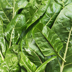 Fresh chard leaves,background