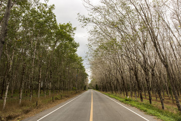 Fototapeta premium Road and Rubber tree, hevea brasiliensis plant produce latex in shady plantation