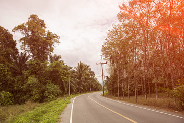 Fototapeta premium Curved road in tropics .Road turn in forest landscape. Road in tropical forest in sunlight. Dangerous road turn.