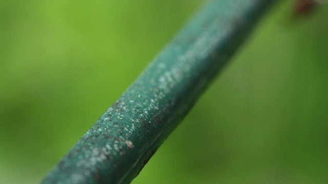 Close up macro DOF ants climbing along the green string lines on sunny day in nature