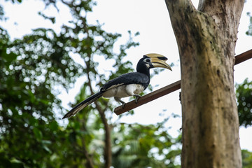 Close up portrait of Oriental pied hornbill Anthracoceros albirostris with banana in nature