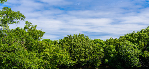 The abundance of plant and trees, blue skies and ponds at Sri Nakhon Khuean Khan Park and Botanical Garden