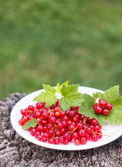 red current with leafs in withe plate