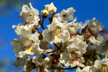 Flowering Catalpa against sky