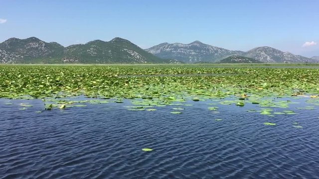 Water lilies on Lake Skadar. Walk by beautiful lake on boat. Summer day, Blue water. Huge Lake Skadar Montenegro. Largest lake in Montenegro. Trip by Skadar.