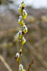 Pussy willow branch on early spring