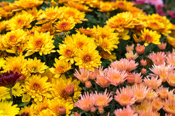 Beautiful flowers of chrysanthemums