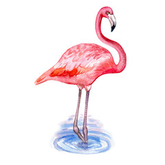 Flamingo, bird on white background. Watercolor. Illustration. Template. Picture.