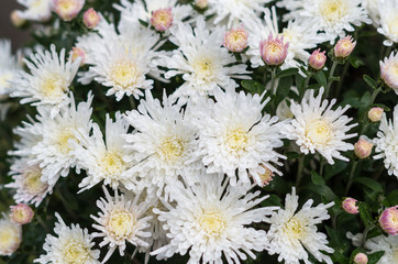 Beautiful flowers of chrysanthemums