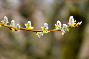 Pussy willow branch on early spring