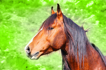 Obraz na płótnie Canvas animal horse steppe species Adayev, Jabe