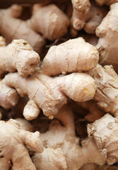 pomme de terre pink fir apple corne de chèvre