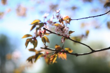 цветущее вишнёвое дерево 