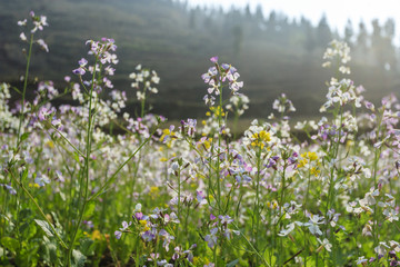 Flowers in garden