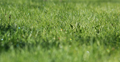 Rainbow on the grass after the rain.