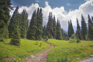 Fototapeta na wymiar summer spruce mountain meadow cloudscape