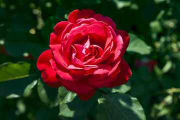 Close-up of red garden rose