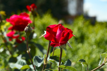 Fototapeta na wymiar Close-up of red garden rose