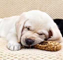 White labrador puppy chewing on a small bast