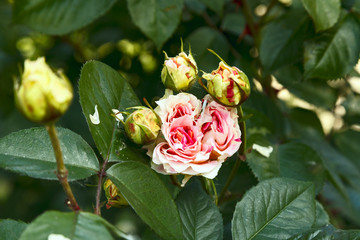 Close-up of beatiful garden rose