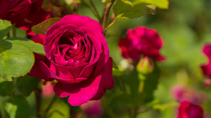 beautiful pink rose in a Sunny weather.