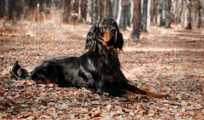 Dog  Setter Gordon lying on autumn dry leaves