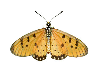 Yellow Butterfly on white background