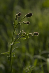 the flower of the field grass in the morning mist