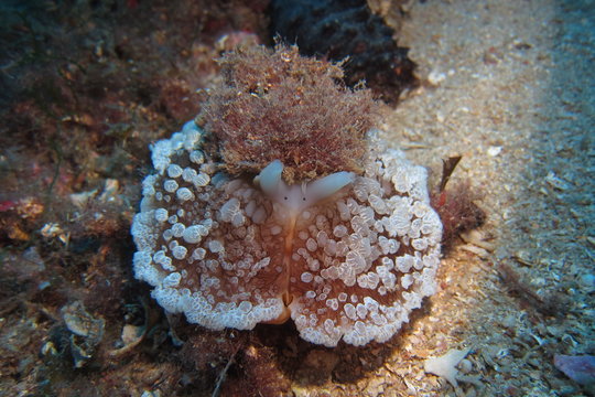 Umbrella Slug, Mediterranean Sea