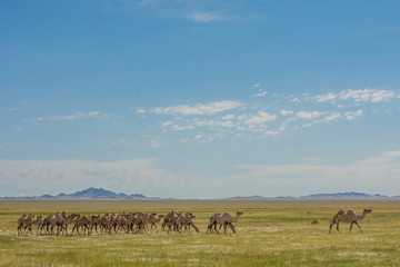 Two-humped camels walking in foothills at sunny day
