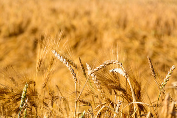 Getreide auf dem Feld ,mit reifen Ähren 
