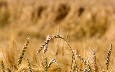 Getreide auf dem Feld ,mit reifen Ähren 