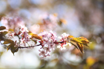 цветущая ветка сакуры 