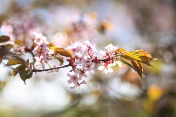 цветущая ветка сакуры 