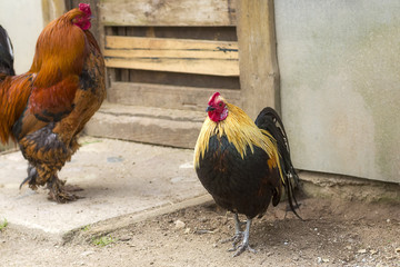 Domestic Chicken close-up