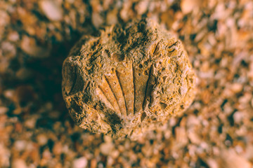 Sea shell fossil in surface of the rock. Shell rock – limestone. Old fossils and patterns of them.