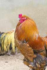 Handsome Cock Close Up