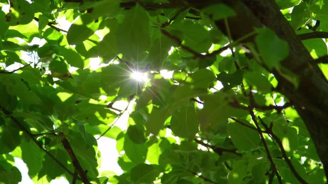 SLOW MOTION CLOSE UP: Sunbeams shining through lush green leaves on branches in tree canopies. Warm spring sun shining through green foliage in apple tree orchard. Sunrays peaking through fresh leaves