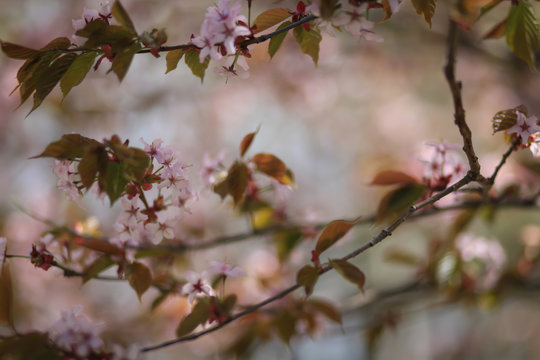 цветущая ветка сакуры 