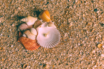 Pearl and shell. Sink with pearls on the background of a beach of seashells. Sea Jewelry